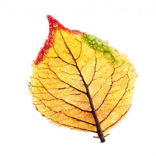 Feuilles d'Automne plates déco - Sens Gourmet
