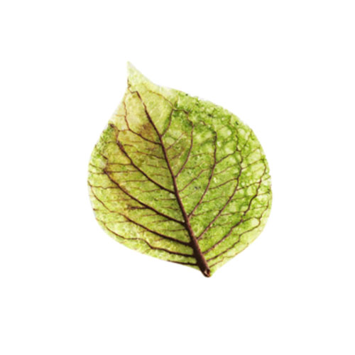 Feuilles de Printemps vertes plates - Sens Gourmet